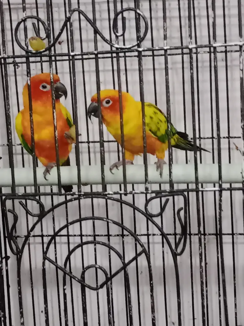 sun conure beautiful and playful bonded pair — photo 3