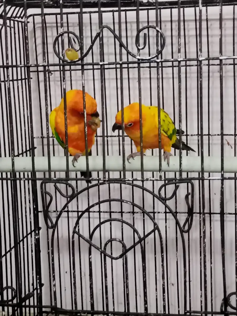 sun conure beautiful and playful bonded pair — photo 4