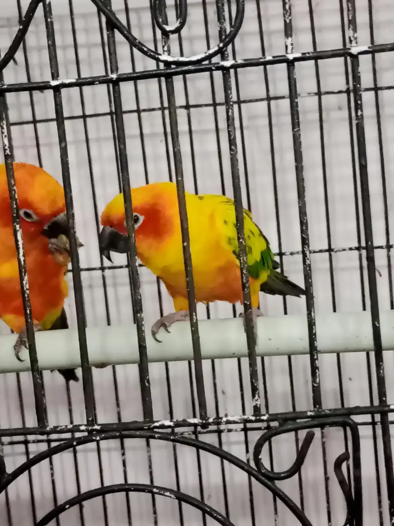 sun conure beautiful and playful bonded pair — photo 5
