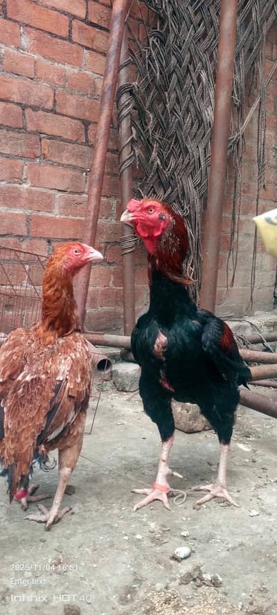 Murga full Active ha