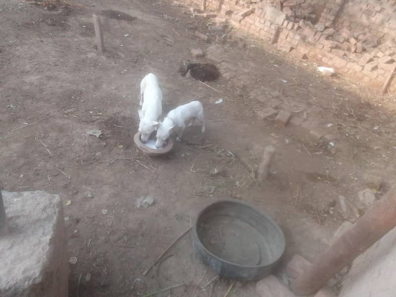 butiful dig for sell 1