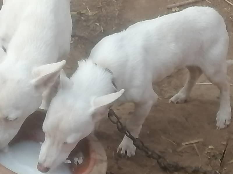 butiful dig for sell 2