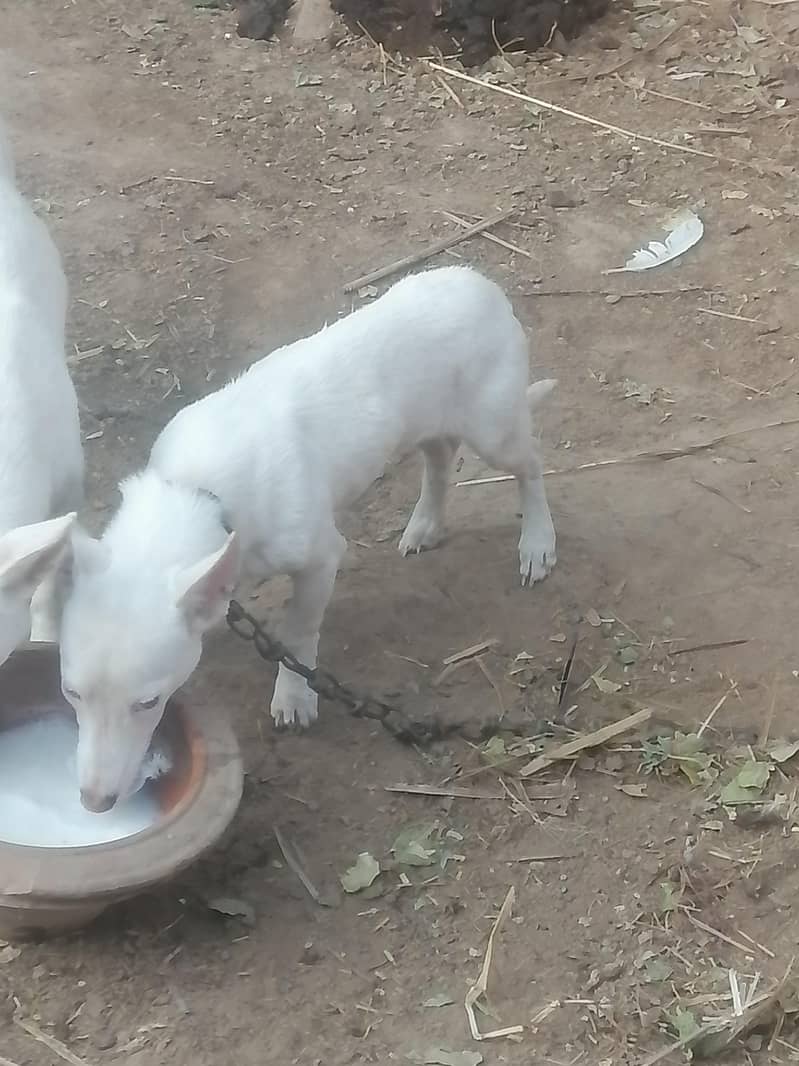 butiful dig for sell 4