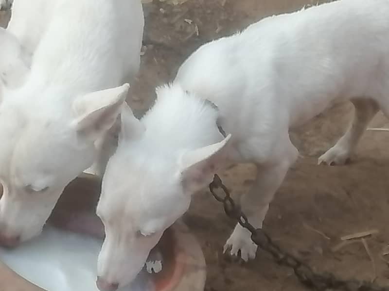 butiful dig for sell 5