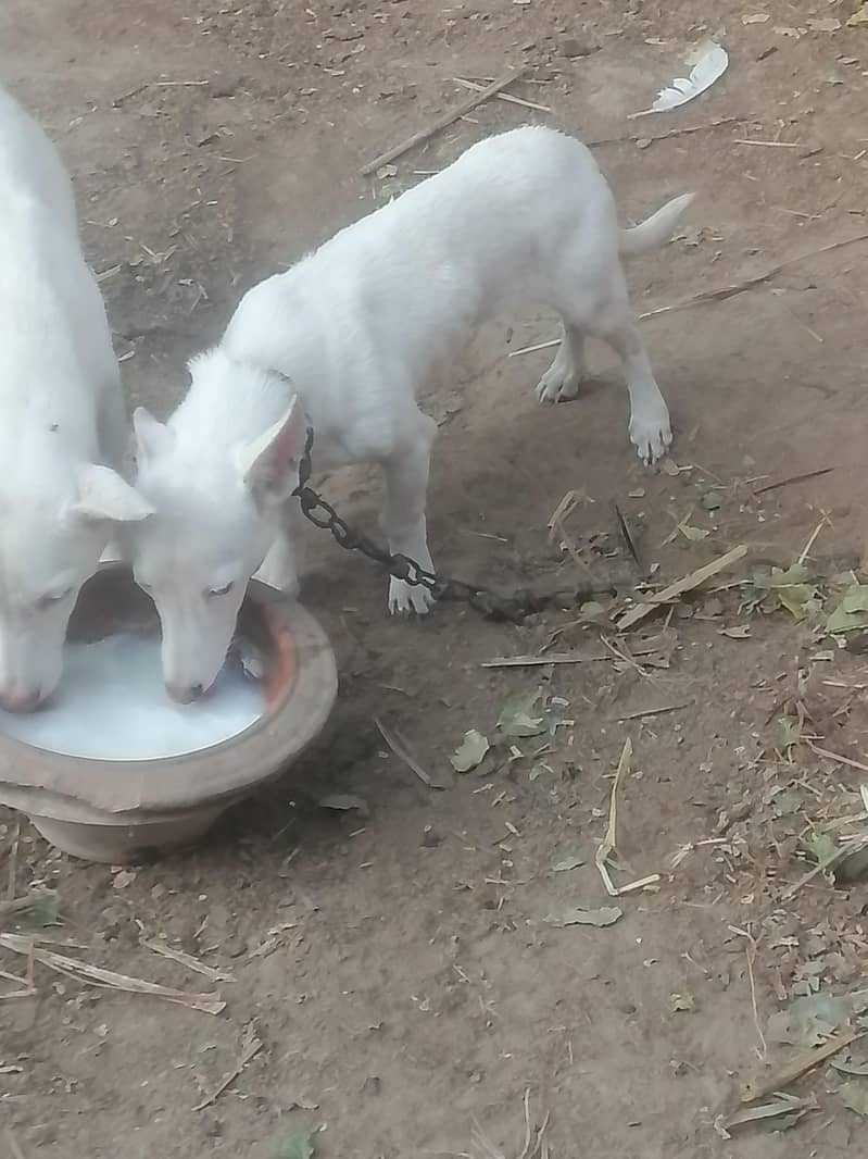 butiful dig for sell 6