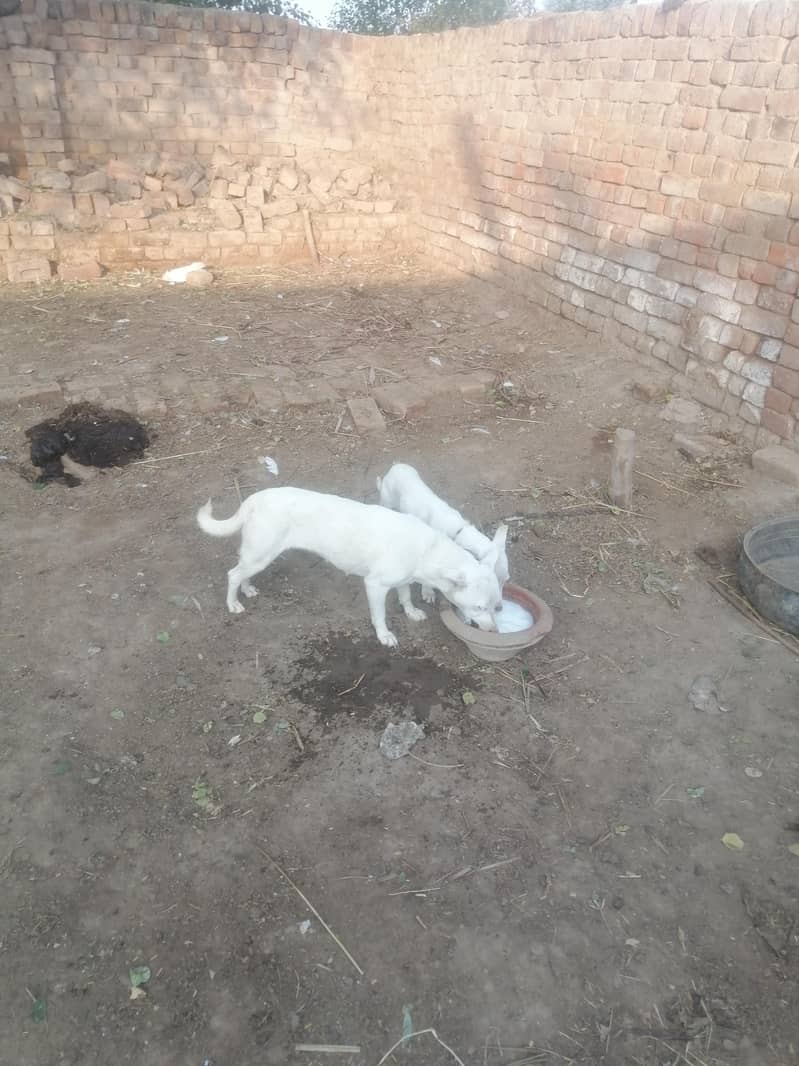 butiful dig for sell 7