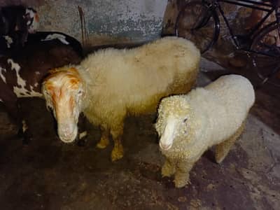 pure mudri bhaad or sath mal bacha or 1 path dasi