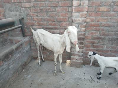 rajanpuri bakri