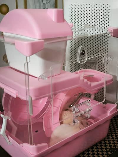 2 Hamsters for sale in Lahore