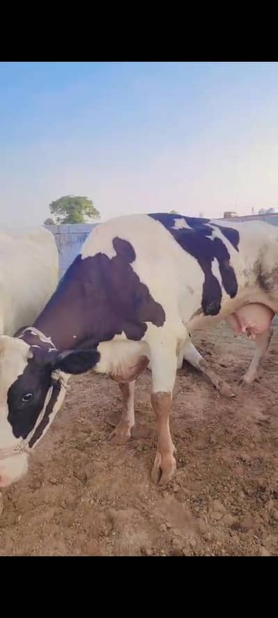 Imported Cows for Sale