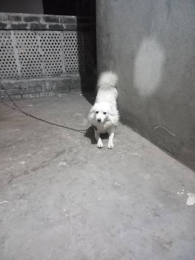 3 years 0331 6101908