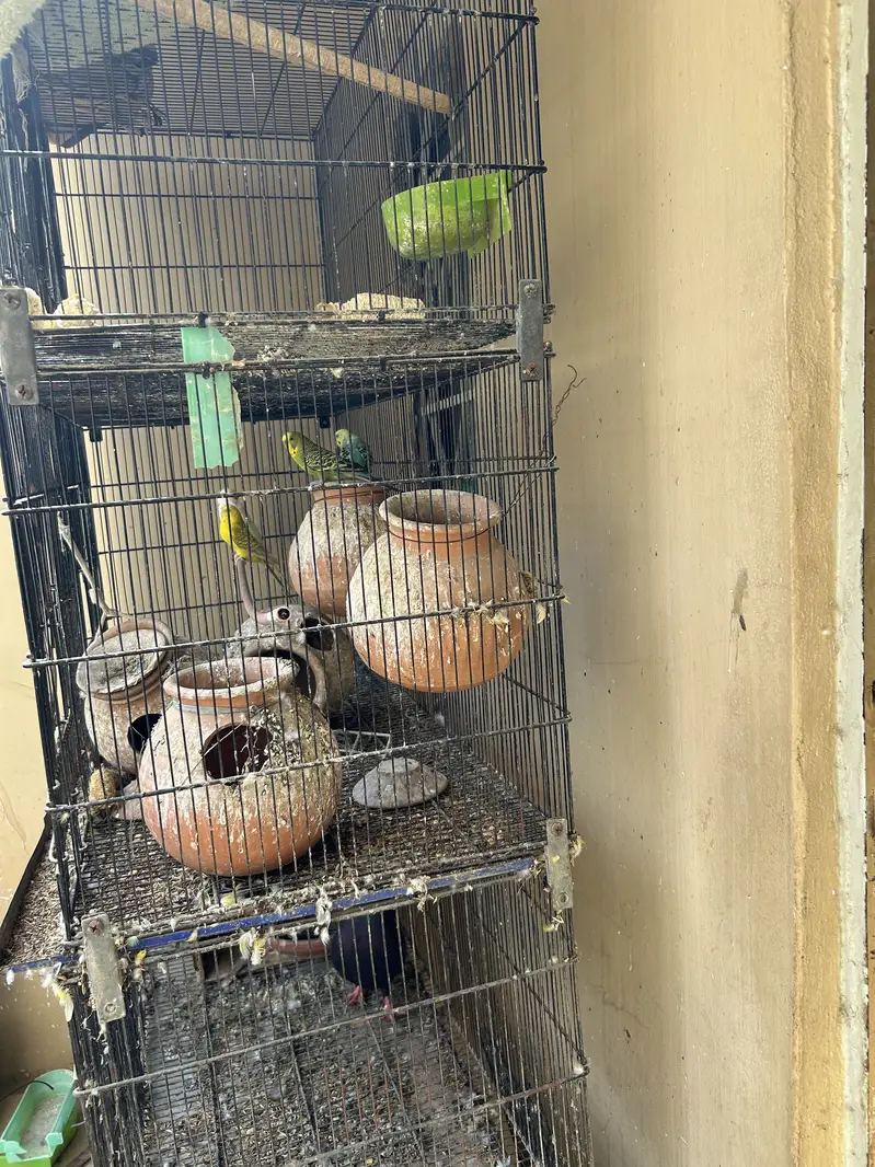 Pinjara for sell