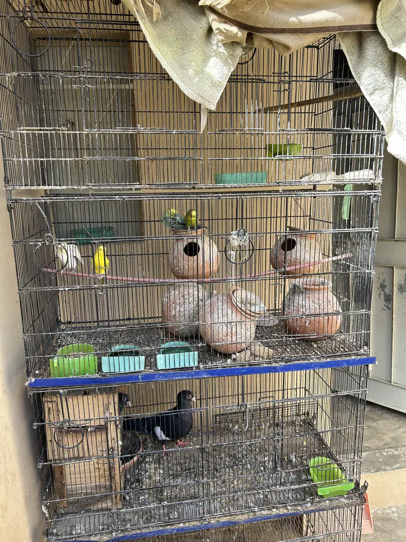 Pinjara for sell — photo 2