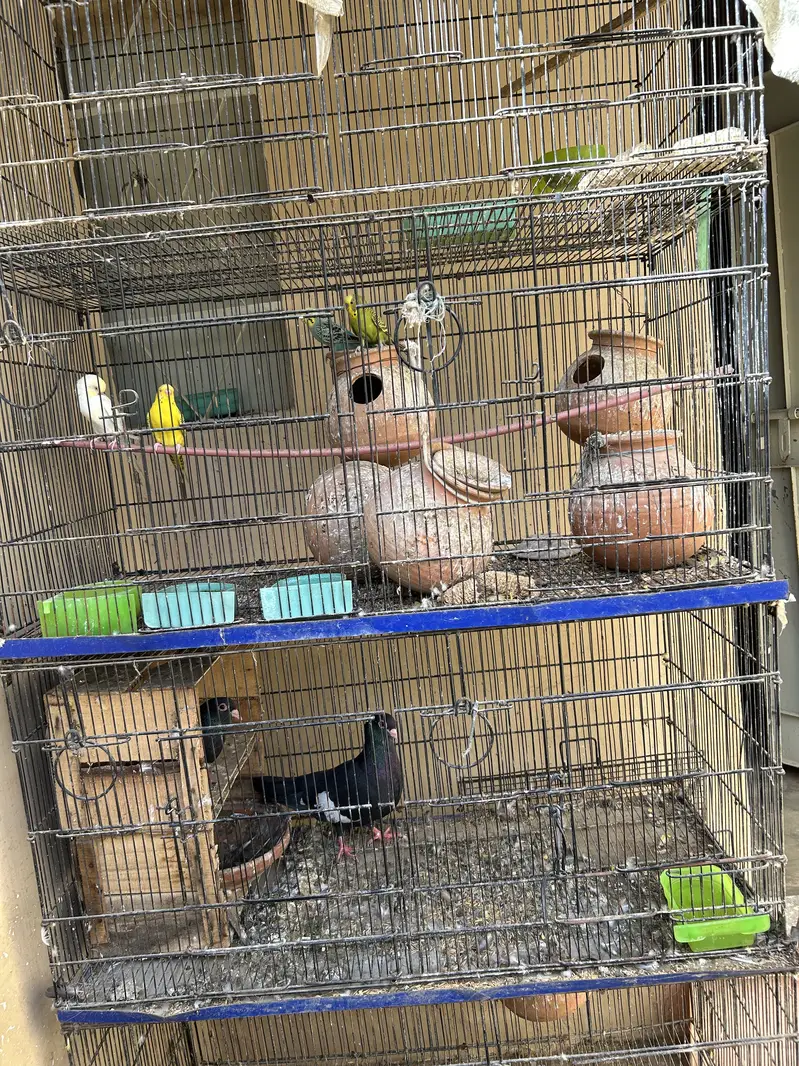 Pinjara for sell — photo 3