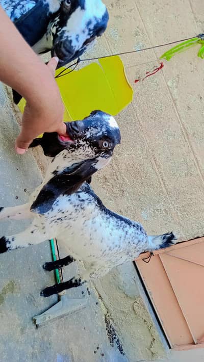 Black makkai chini 4 month pair