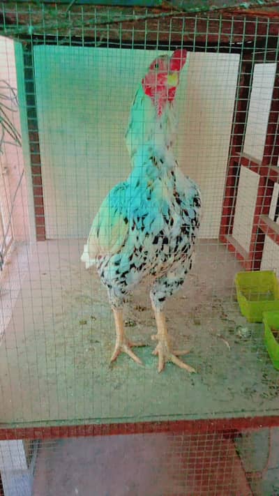 Aseel Mianwali |  hens | Aseel  hen with cage | iron cage double story