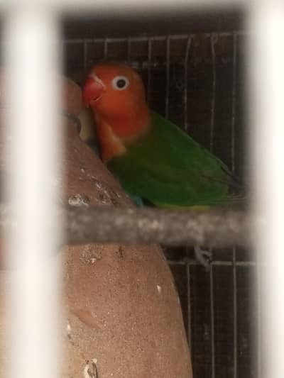 Opline splits Palefellow B1B2