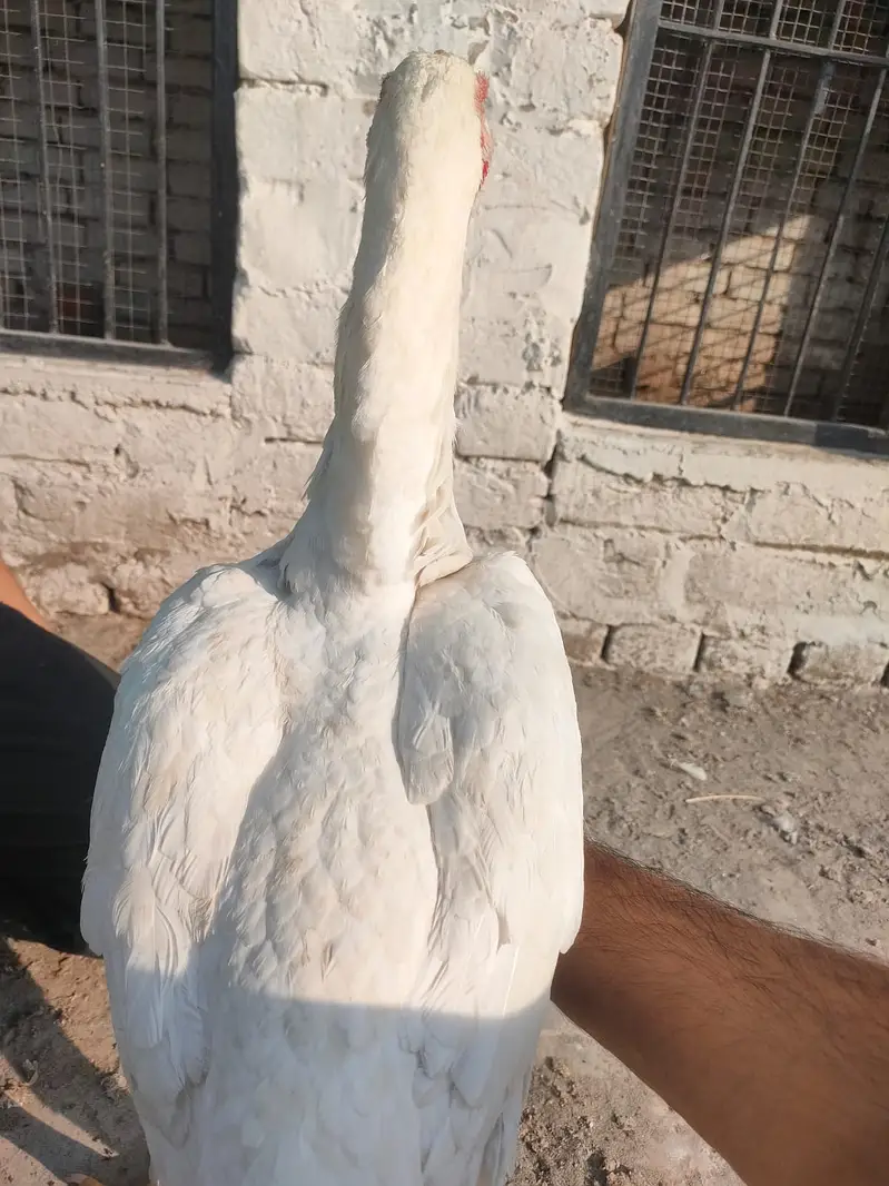 o shamo |white shamo male |shamo female| pure German shamo — photo 4