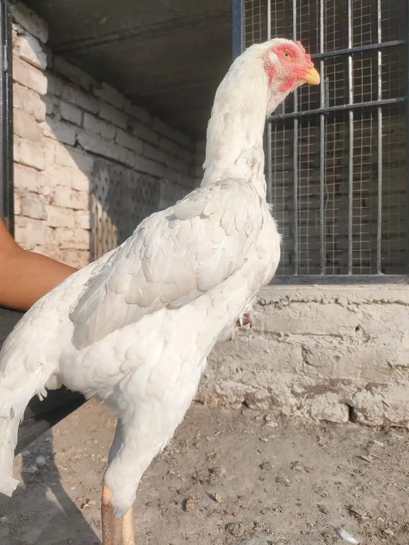 o shamo |white shamo male |shamo female| pure German shamo — photo 5