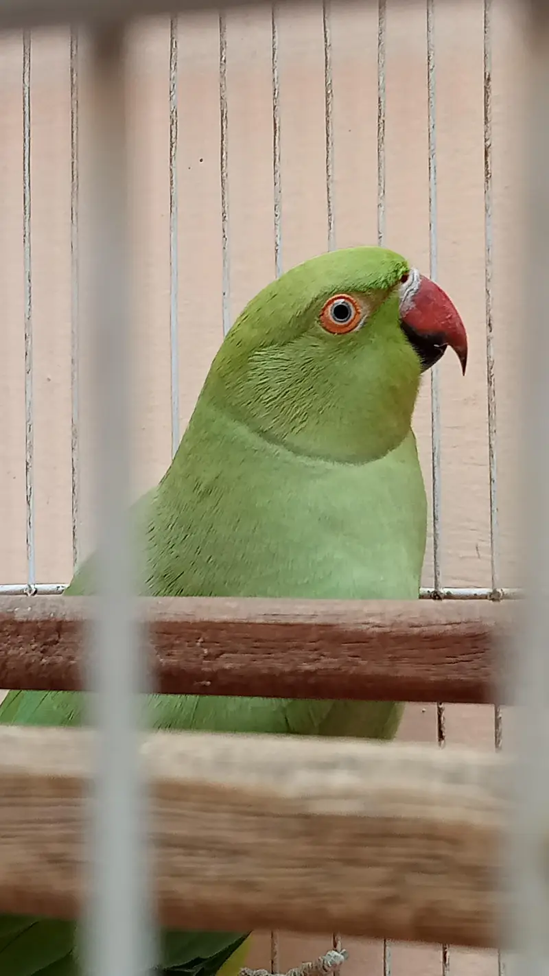Breeder Female Ringneck Parrot  For Sale — photo 2