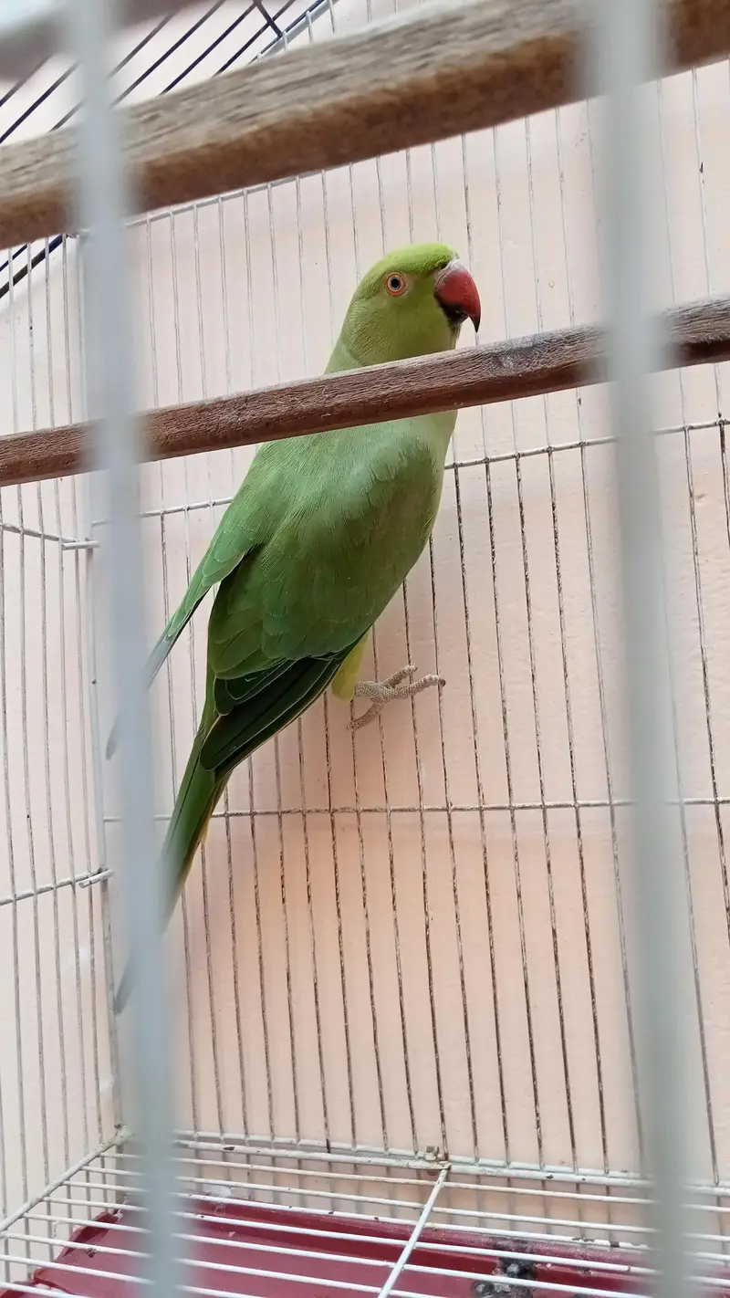 Breeder Female Ringneck Parrot  For Sale — photo 3