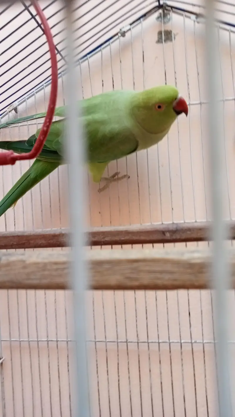 Breeder Female Ringneck Parrot  For Sale — photo 4