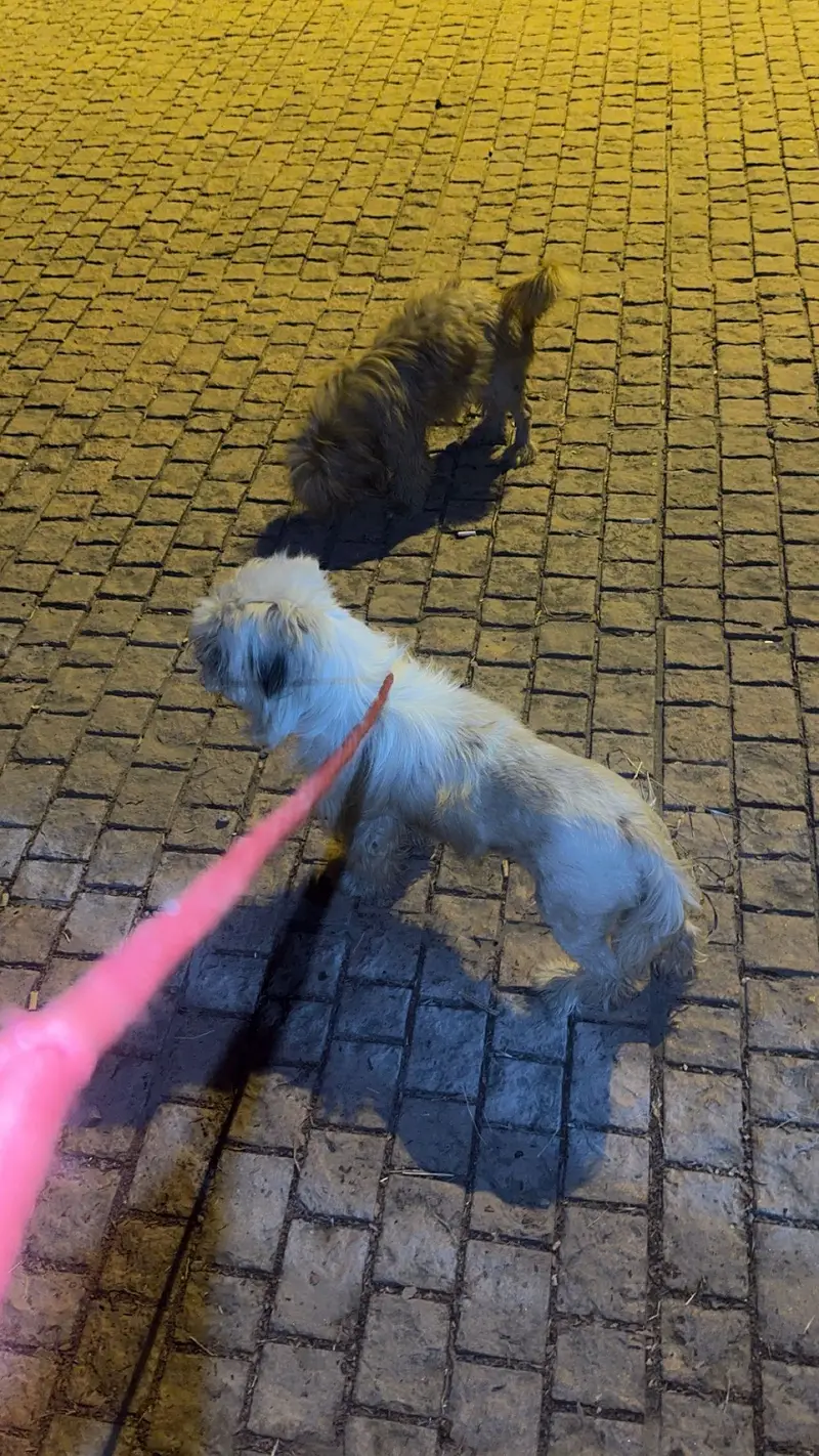 Maltese Pair/BabyAlso Available for sale — photo 3