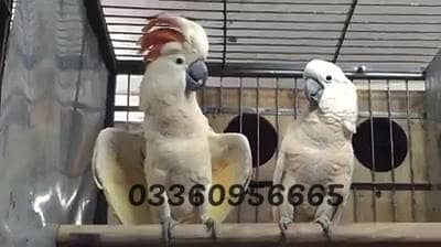 Moluccan cockatoo breeder pair