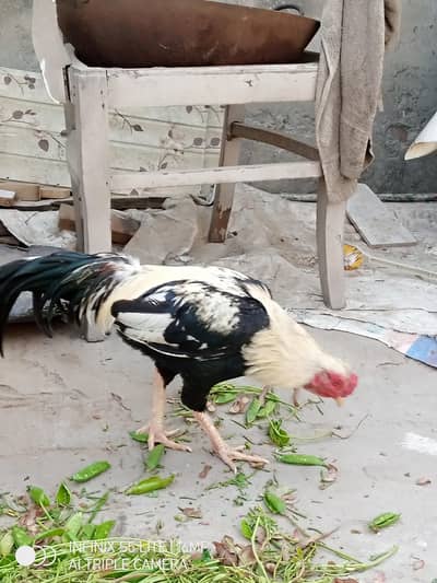 aseel mia wali murga