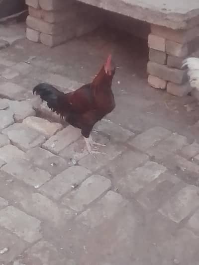 murga or 10murgian egg laying for sale