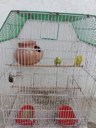 Austallian parrots with cage