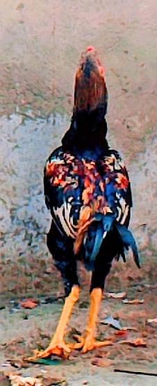 Aseel Mianwali for sale