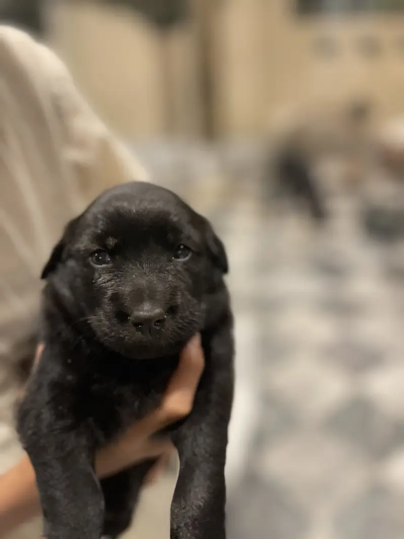 Labrador puppy — photo 2