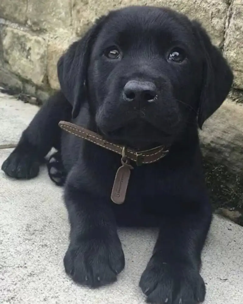 Labrador puppy — photo 3