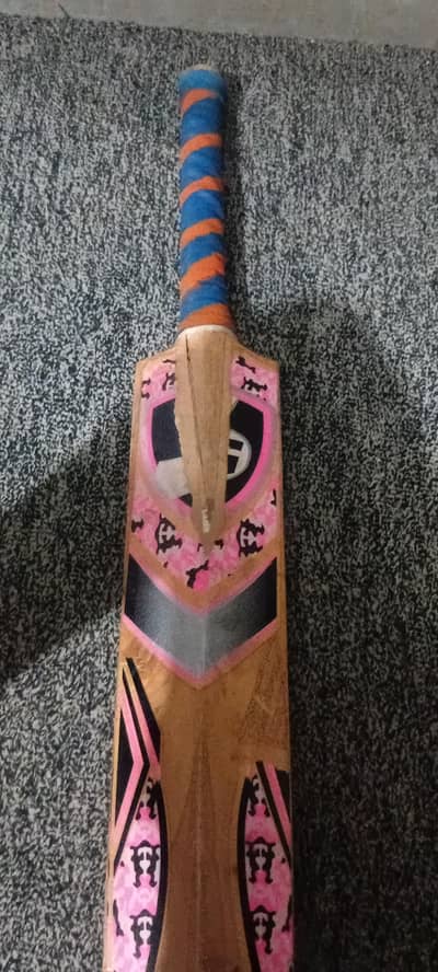 kashmir bat