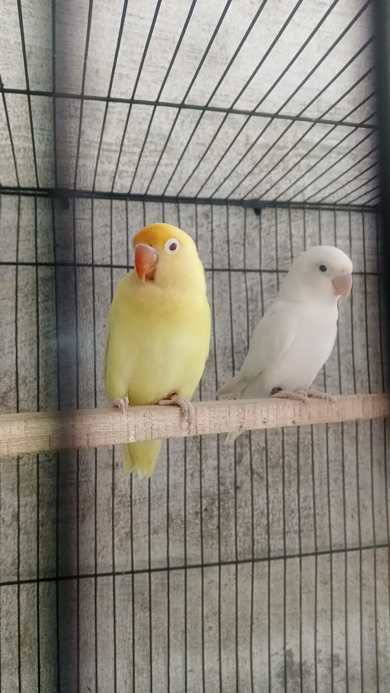 love birds home breed — photo 2