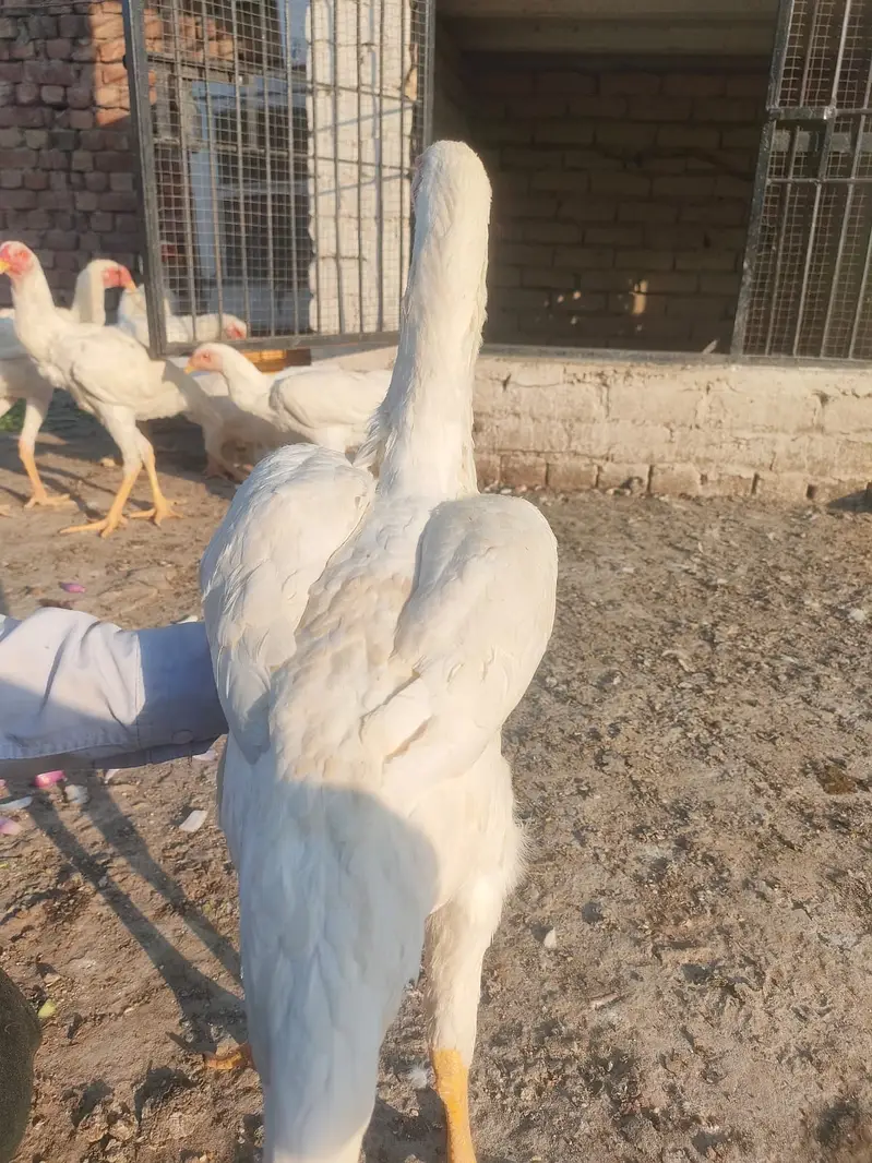 o shamo |white shamo male |shamo female| pure German shamo — photo 6