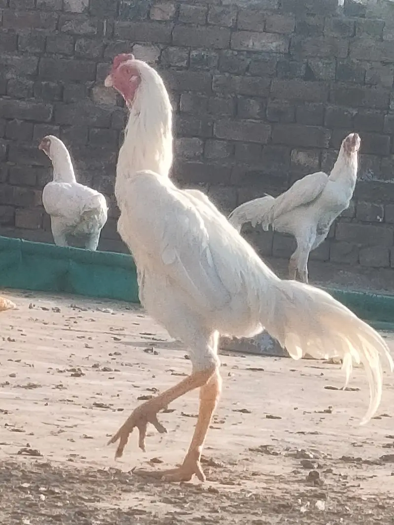 o shamo |white shamo male |shamo female| pure German shamo — photo 9