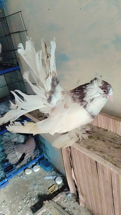 American FanTaiL ( English FanTaiL ) ( Lakky ) ( Laky )