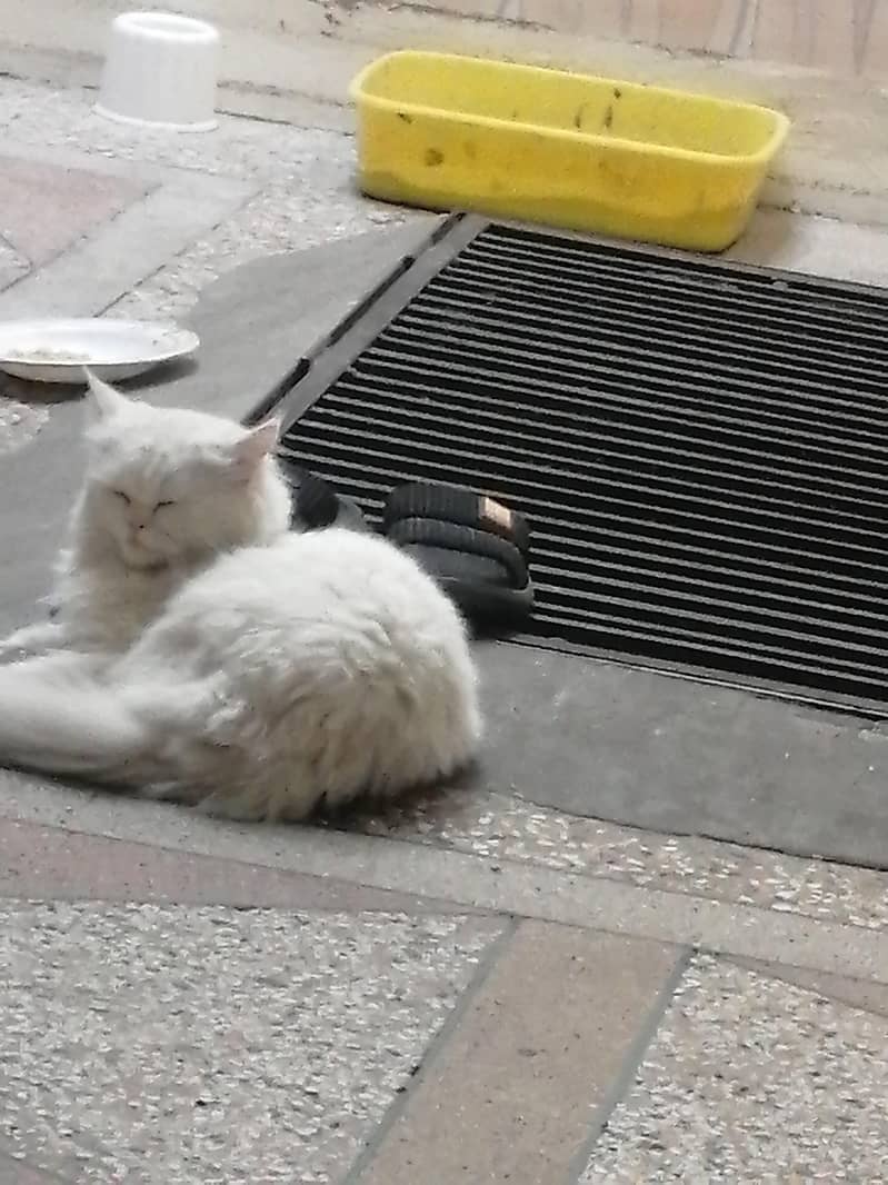 پرشین کیٹ ٹرپل کوٹ میل ویکسنیٹڈ  براۓ فروخت 4