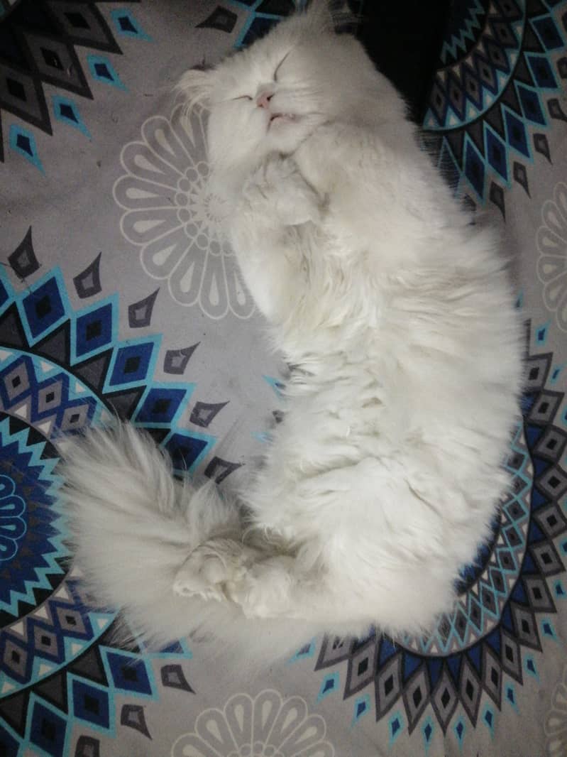 پرشین کیٹ ٹرپل کوٹ میل ویکسنیٹڈ  براۓ فروخت 5