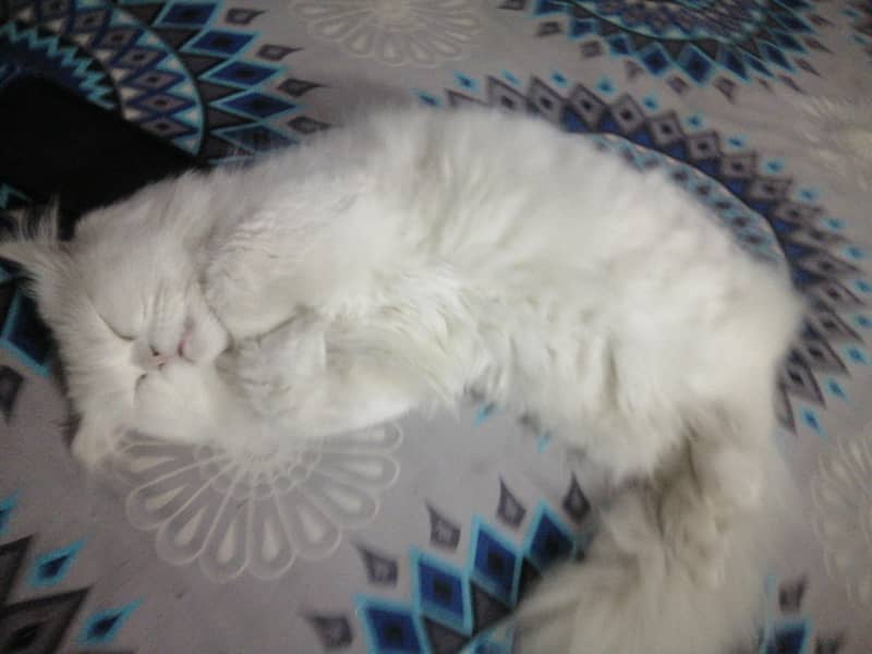 پرشین کیٹ ٹرپل کوٹ میل ویکسنیٹڈ  براۓ فروخت 9