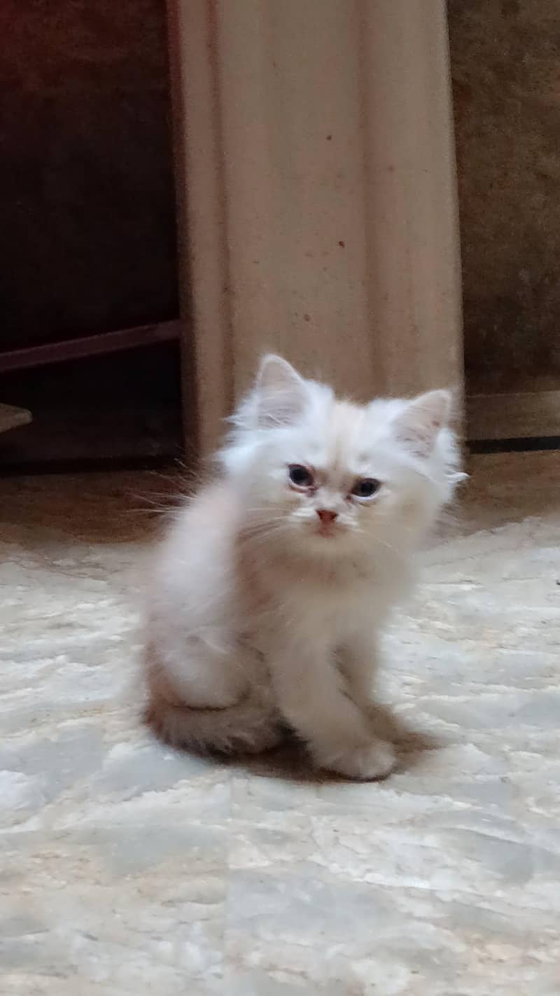 pershian cat 1