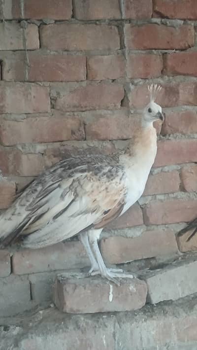 Black shoulder and blue shoulder peacocks Chicks healthy active