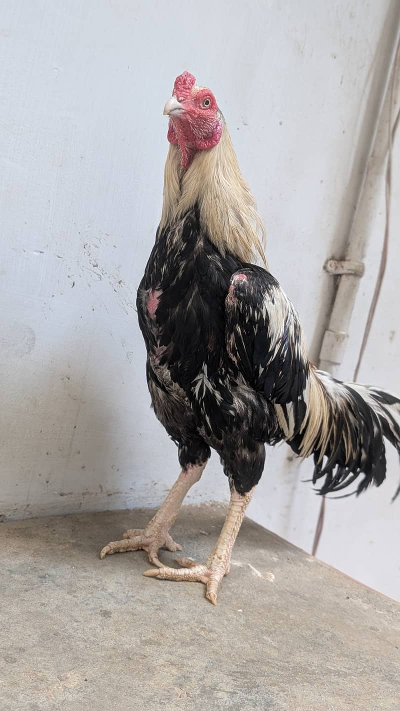 Mianwali Java Aseel Murga 1