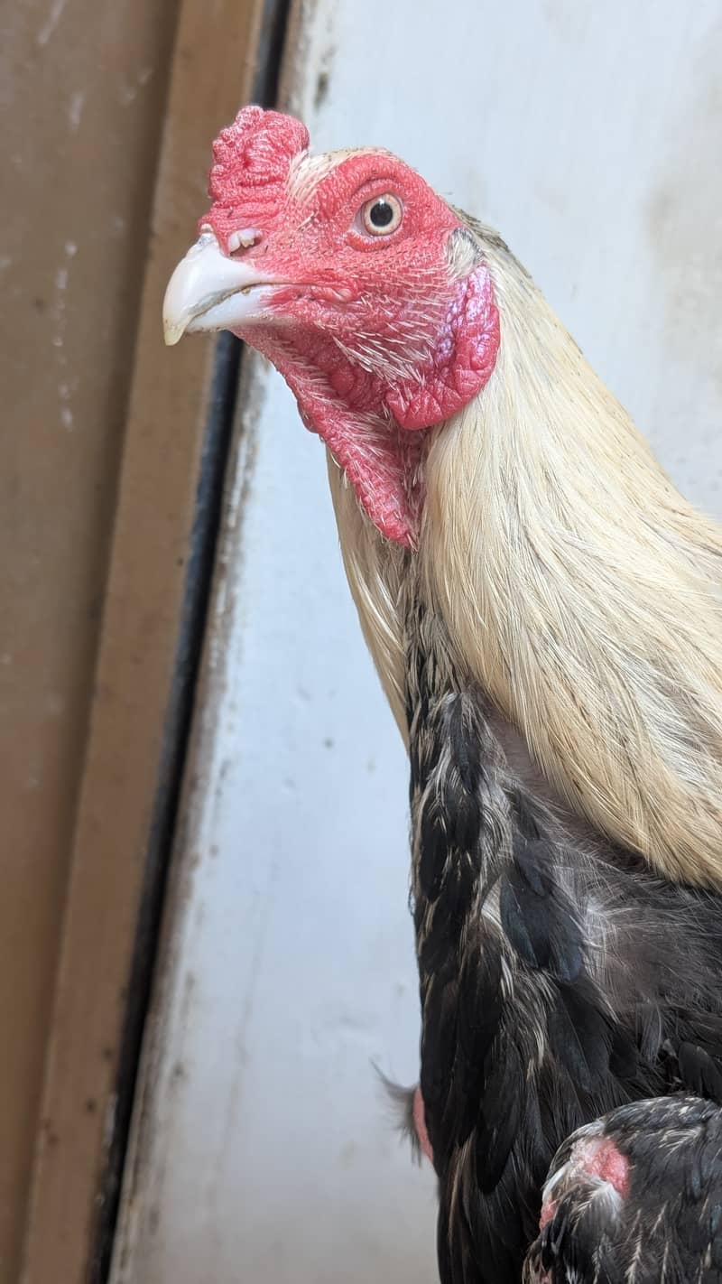 Mianwali Java Aseel Murga 2