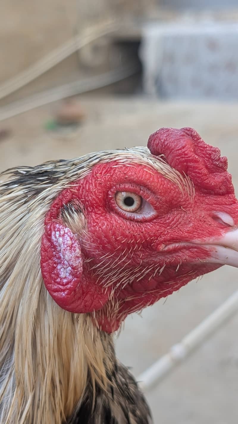 Mianwali Java Aseel Murga 3