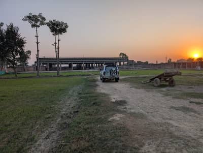 Dairy Farm Near Pattoki Toll Station