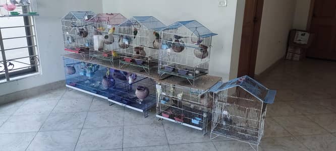 Cages for Hens and Parrots – Different Sizes Available