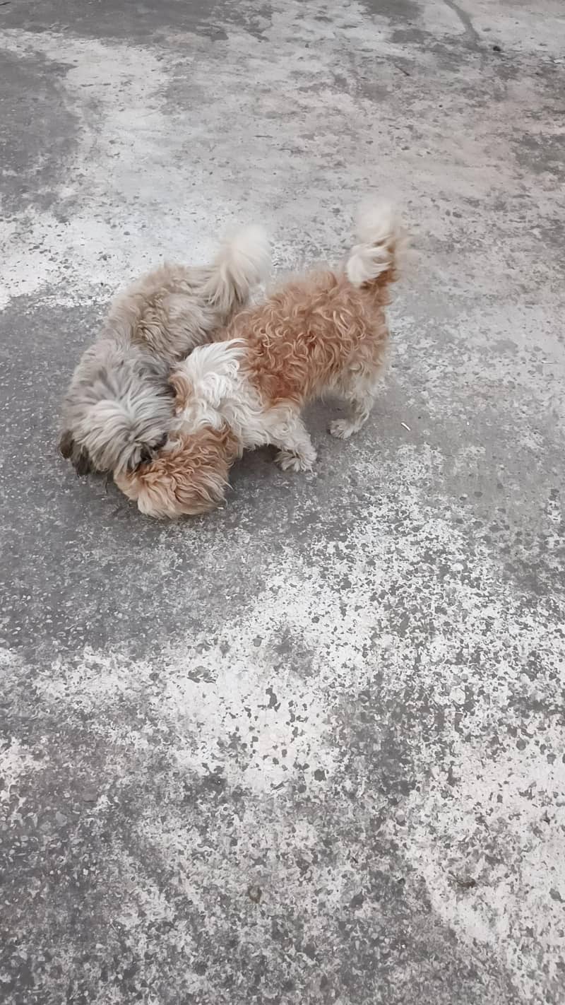 Shitzu pair friendly 0